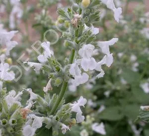 Nepeta faassenii 'Snowflake'