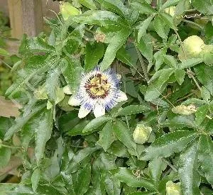 Passiflora caerulea
