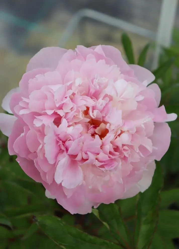 Paeonia lactiflora 'Angel Cheeks'
