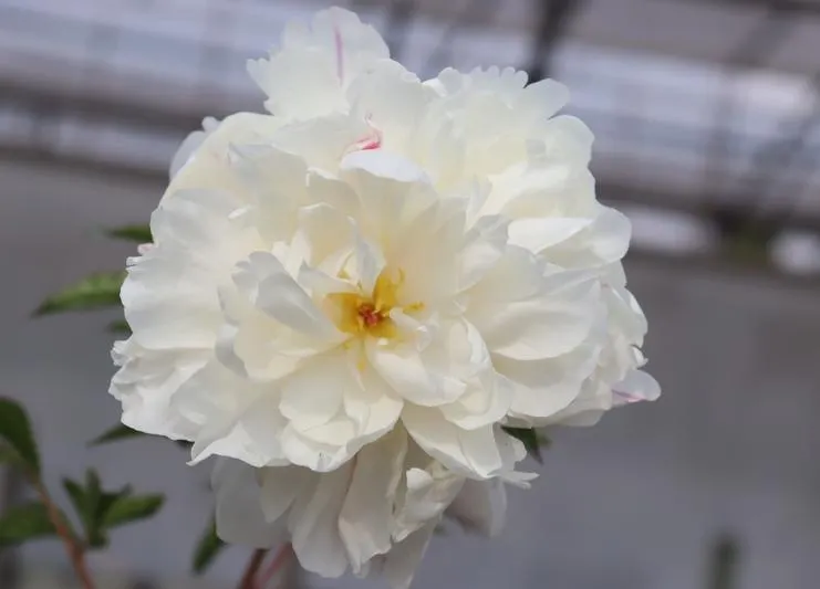 Paeonia lactiflora 'Gardenia'