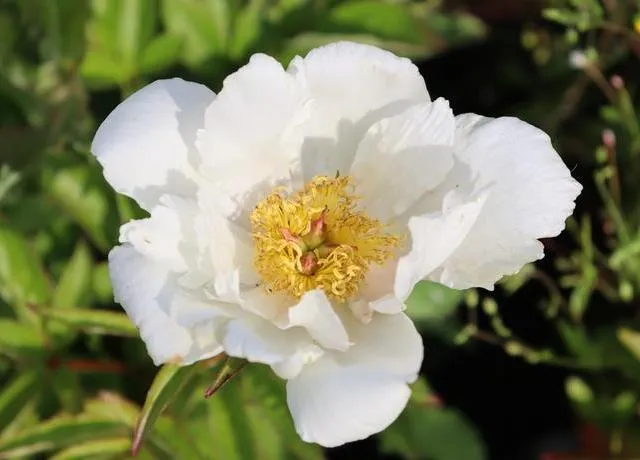 Paeonia lactiflora 'Krinkled White'
