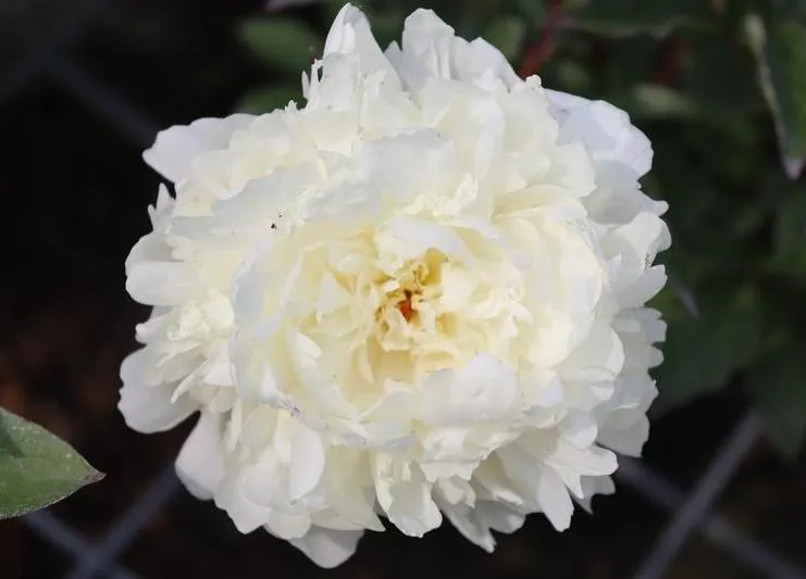 Paeonia (LD) 'Marie Lemoine'