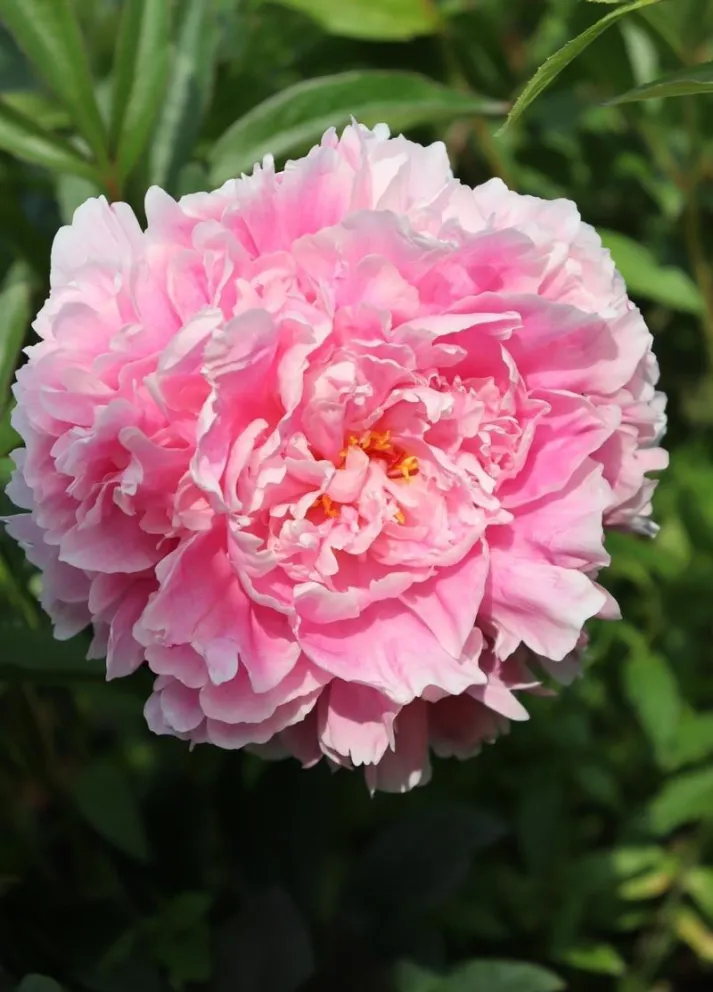 Paeonia lactiflora 'Sarah Bernhardt'