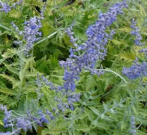 Perovskia atriplicifolia