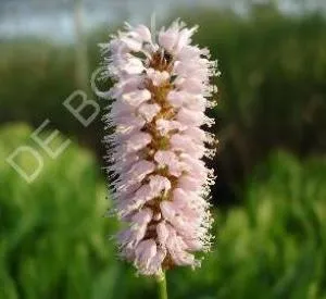 Persicaria bistorta