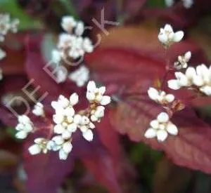 Persicaria microcephala 'Red Dragon' ®