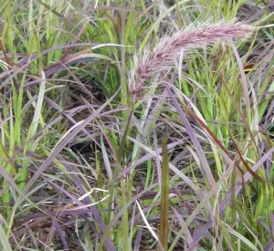 Pennisetum setaceum 'Rubrum Dwarf'