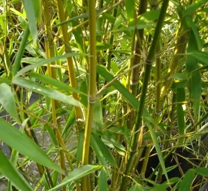 Phyllostachys aurea