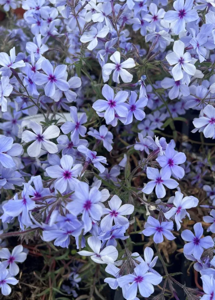 Phlox divaricata 'Chattahoochee'