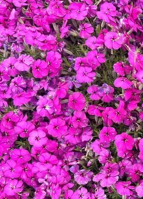 Phlox douglasii 'Red Admiral'