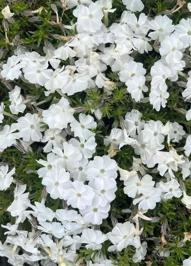 Phlox douglasii 'White Admiral'