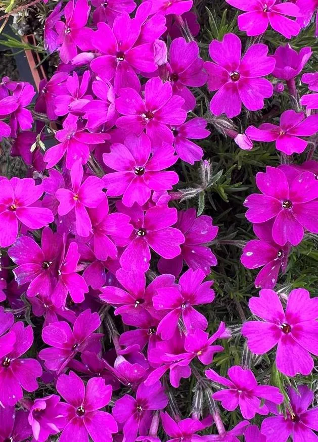 Phlox douglasii 'Waterloo'