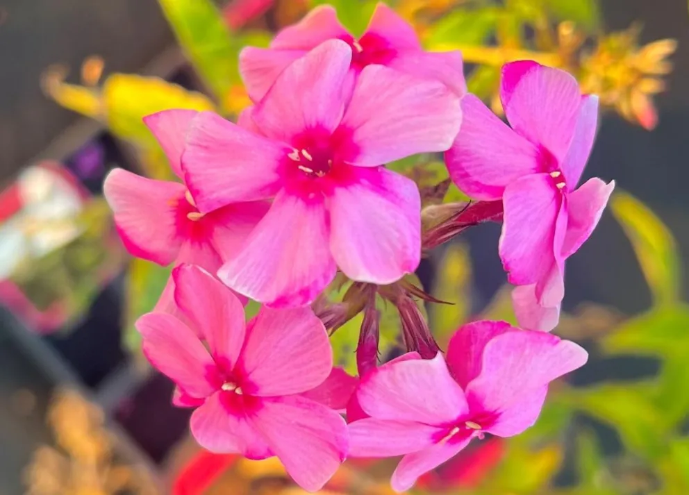 Phlox paniculata 'Flamingo'