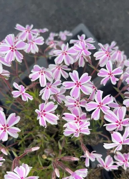 Phlox subulata 'Candy Stripes'