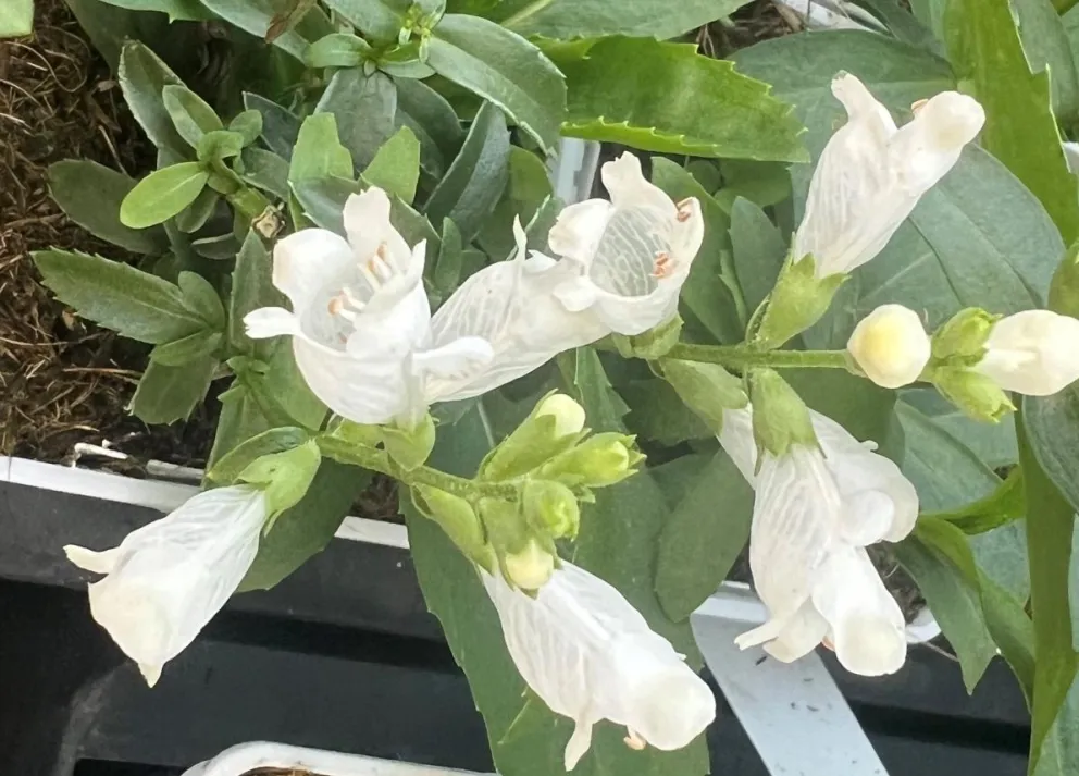 Physostegia virginiana 'Summersnow'
