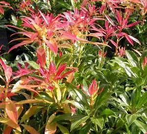 Pieris 'Forest Flame'