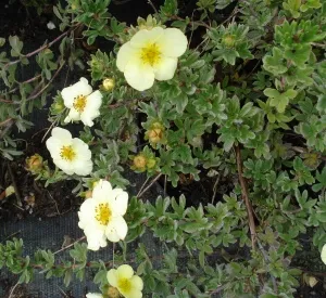 Potentilla fruticosa 'Dart's Cream'