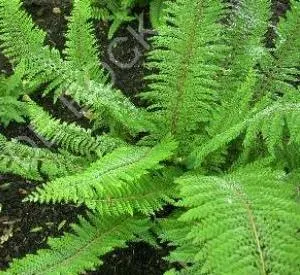 Polystichum setiferum 'Herrenhausen'