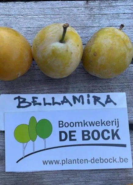 Prunus domestica 'Bellamira'