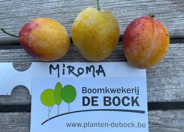 Prunus domestica 'Miroma'