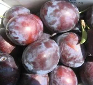 Prunus domestica 'Président'