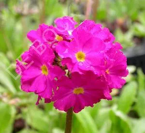 Primula denticulata 'Rubin'