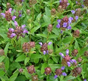 Prunella grandiflora