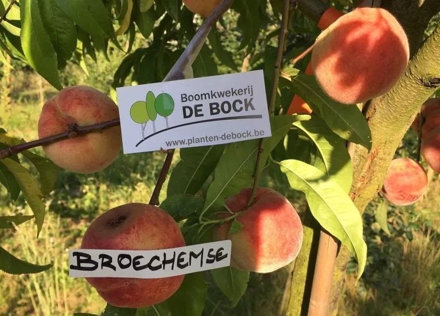 Prunus persica 'Broechemse'