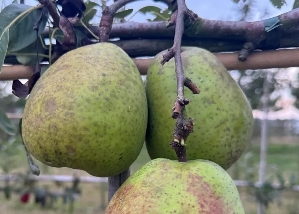 Pyrus communis 'Beurré Alexandre Lucas'