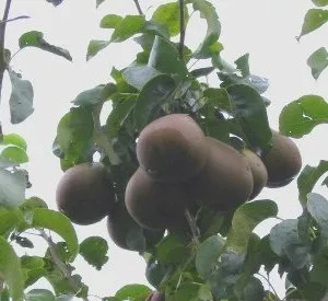 Pyrus communis 'Beurré Hardy'