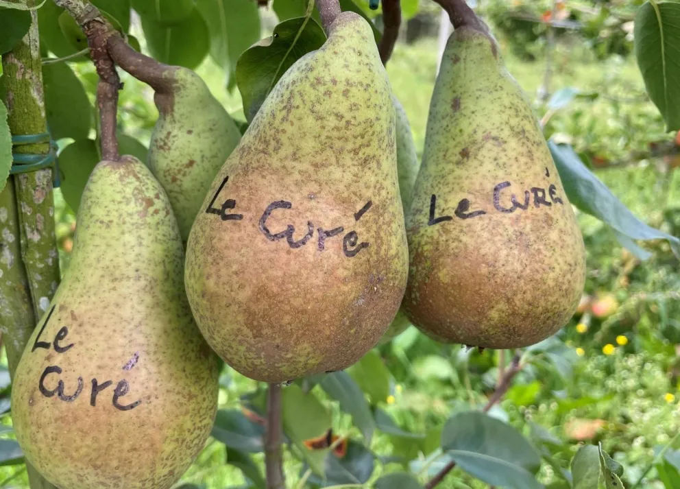 Pyrus communis 'Le Curé'