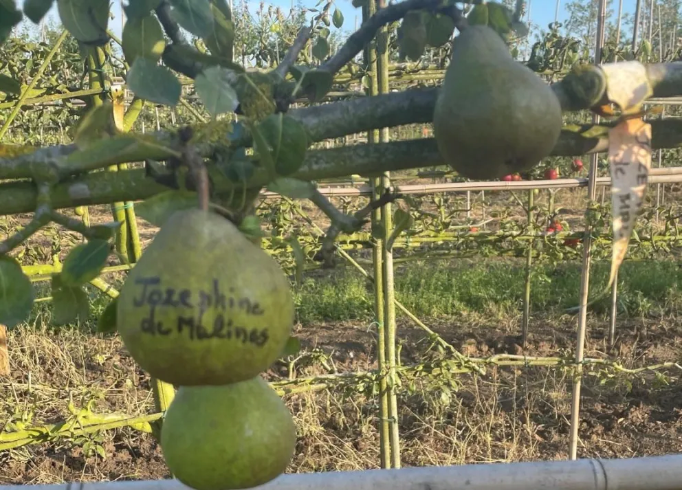 Pyrus communis 'Joséphine de Malines'
