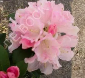 Rhododendron (Y) 'Dreamland'