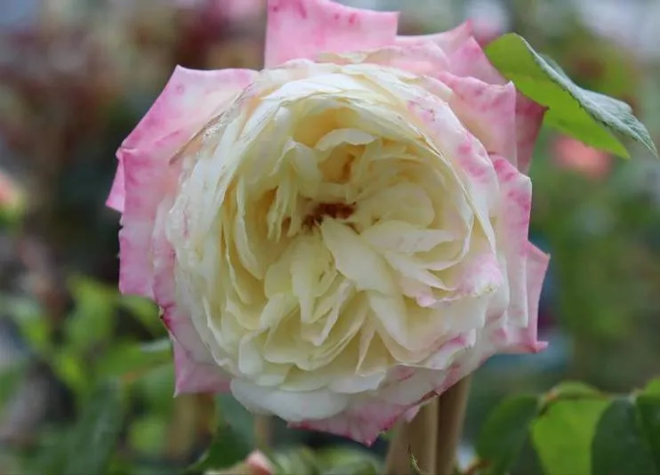 Rosa 'Alaska'