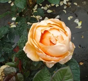 Rosa 'Abbaye de Cluny' (r)