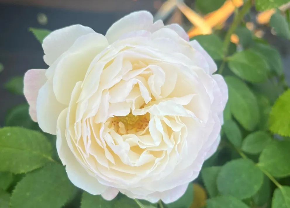 Rosa 'André Brichet'