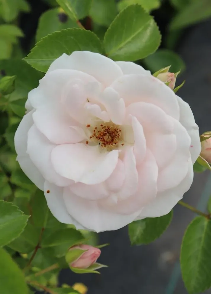 Rosa 'Aspirin Rose' (r)