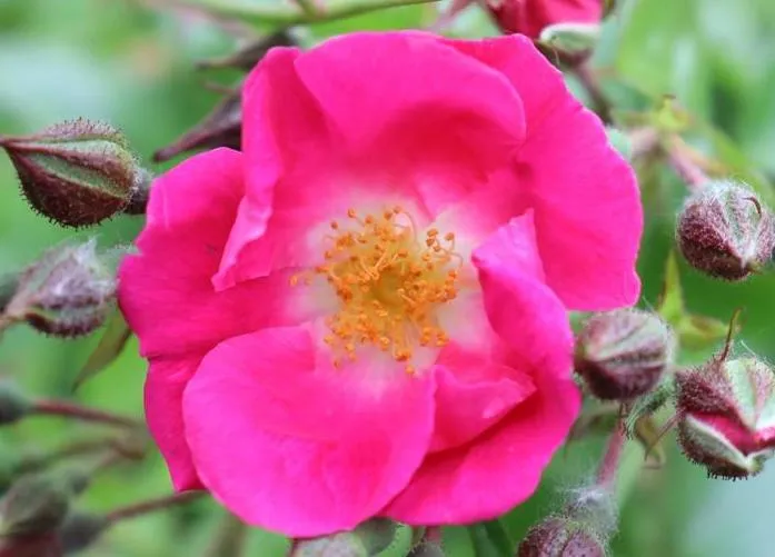 Rosa 'American Pillar'