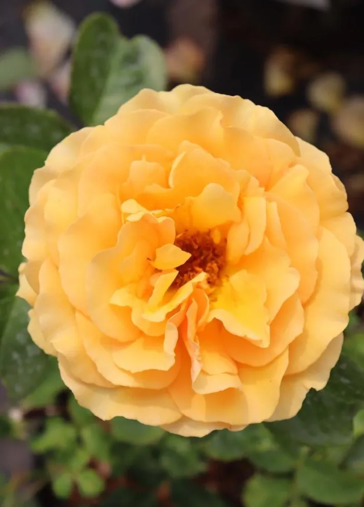 Rosa 'Amber Queen' (r)