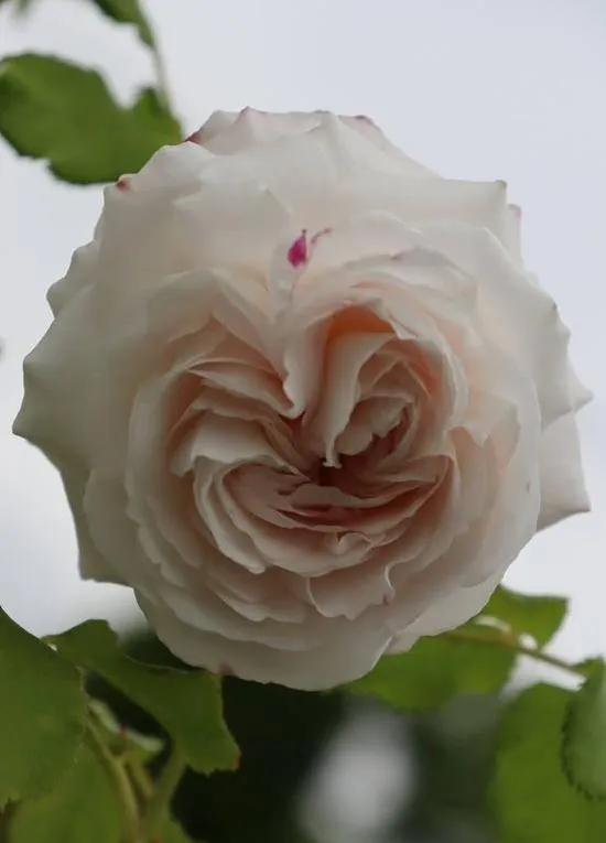 Rosa 'Boule de Neige'
