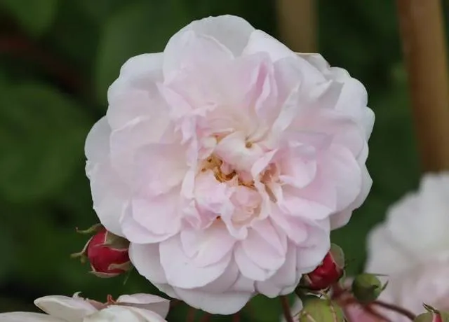 Rosa 'Blush Noisette'