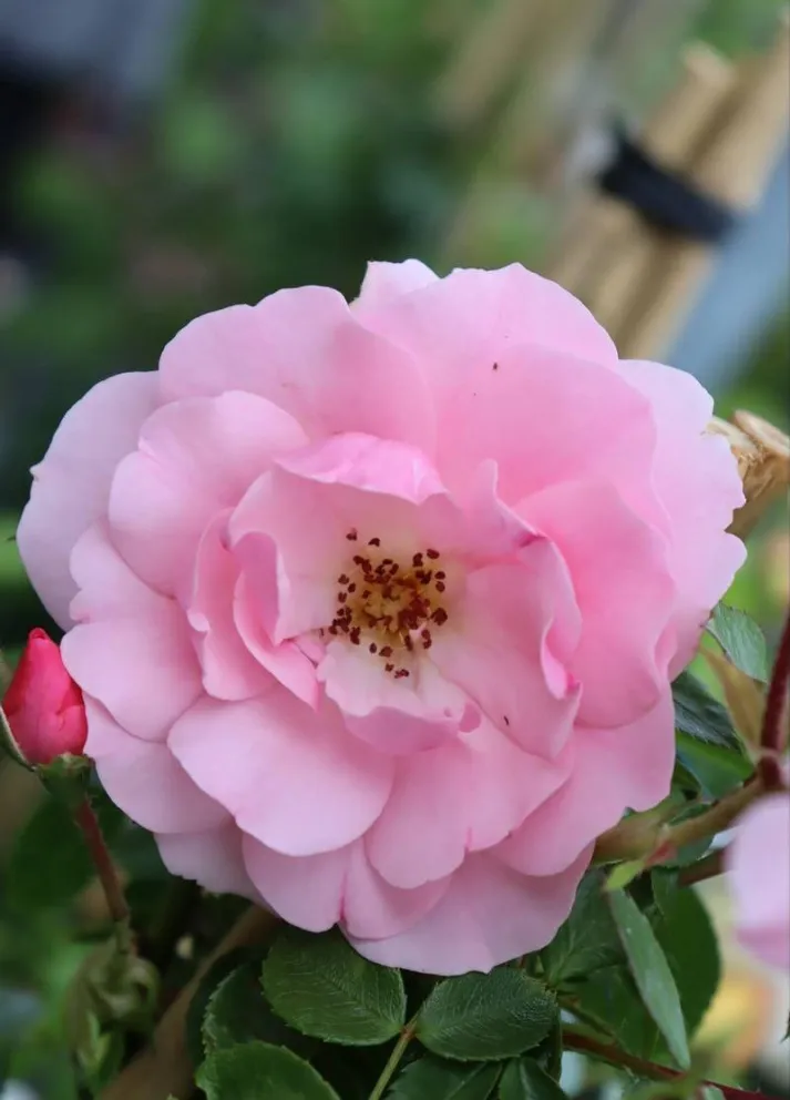 Rosa 'Climbing Bonica' (r)