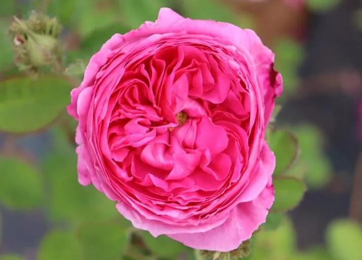 Rosa 'Chapeau de Napoléon'