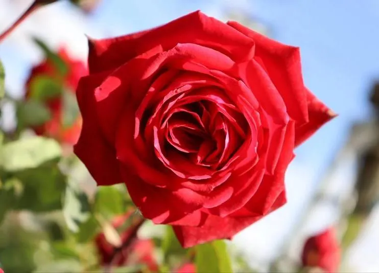 Rosa 'Dame de Coeur'