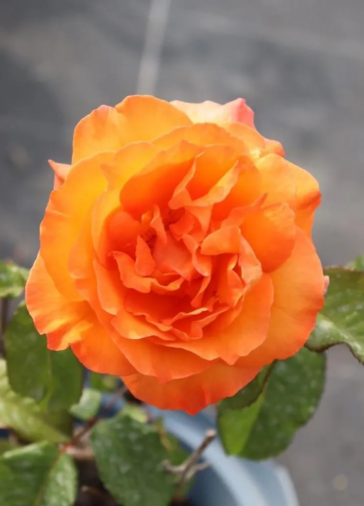 Rosa 'Doris Tysterman'