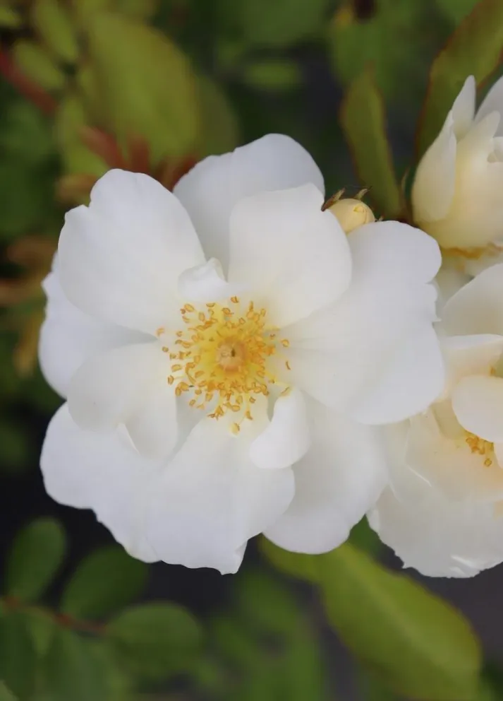 Rosa 'Elisabeth Oberlee'