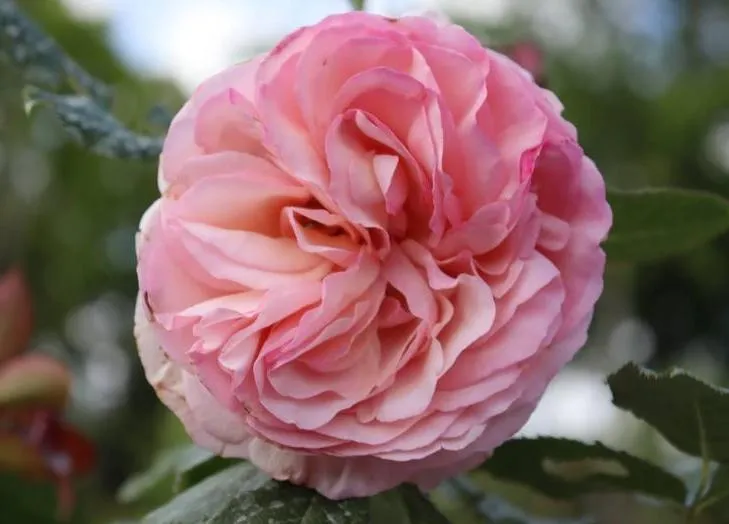Rosa 'Eden Rose' (r)