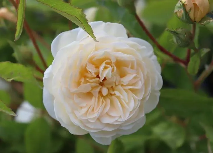 Rosa 'La Feuillerie'