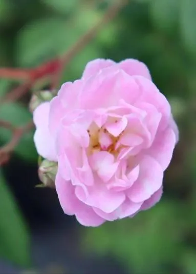 Rosa 'Guirlande Rose'