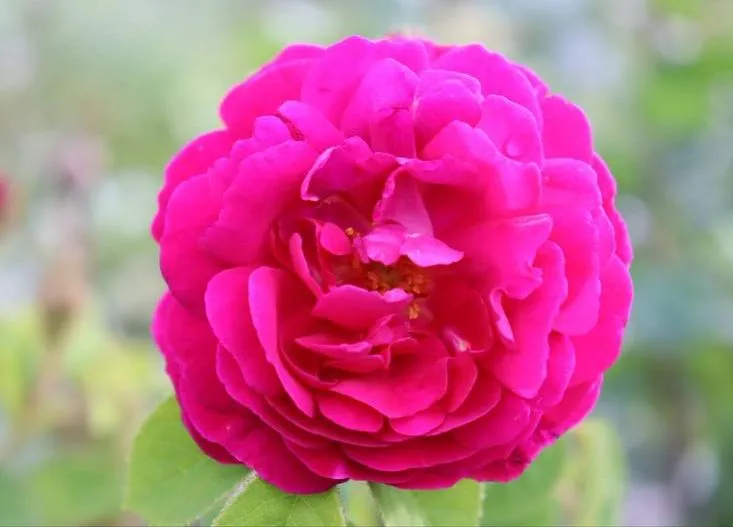 Rosa 'Henri Martin'